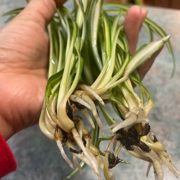 Spider Plant Starter - Picture 9 of 11